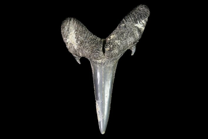 Fossil Sand Tiger Shark Tooth - Georgia #74867